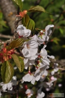 Prunus serrulata 'Kirigaya' -- Japanische Blütenkirsche